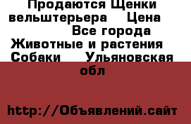 Продаются Щенки вельштерьера  › Цена ­ 27 000 - Все города Животные и растения » Собаки   . Ульяновская обл.